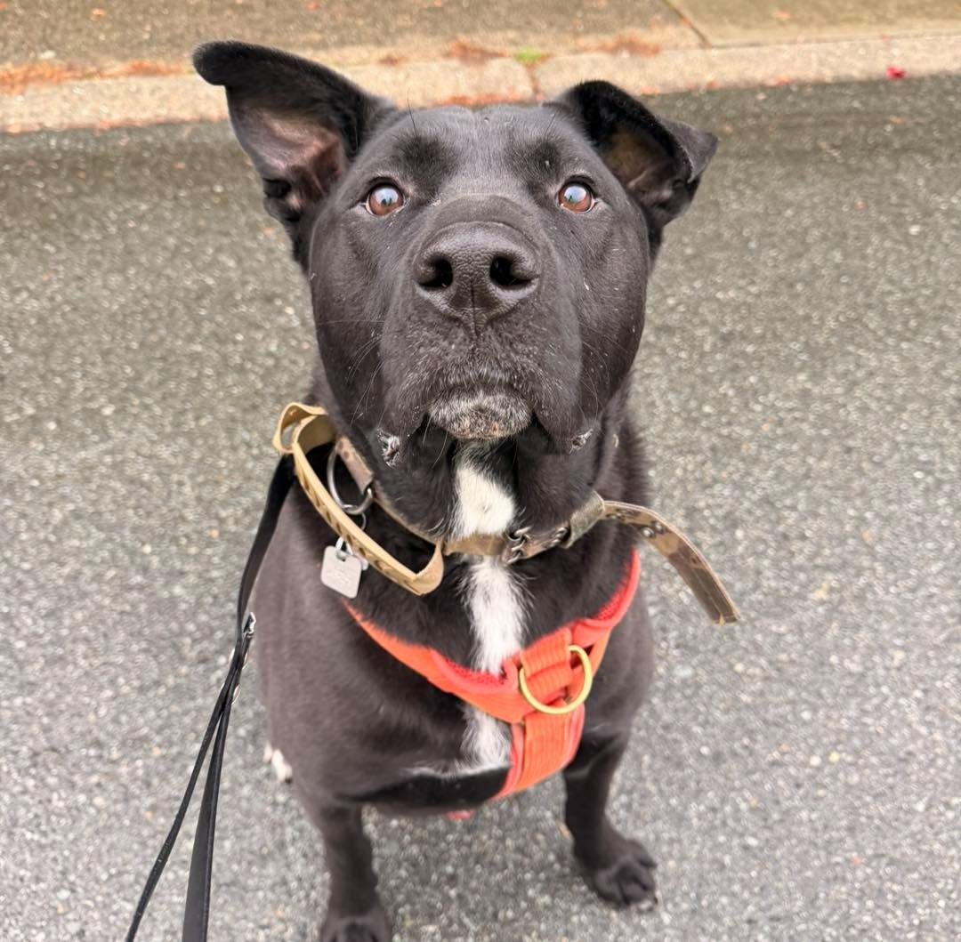 Happy dog cared for by Paw'ty Waggin Pet Taxi & Check-In Services