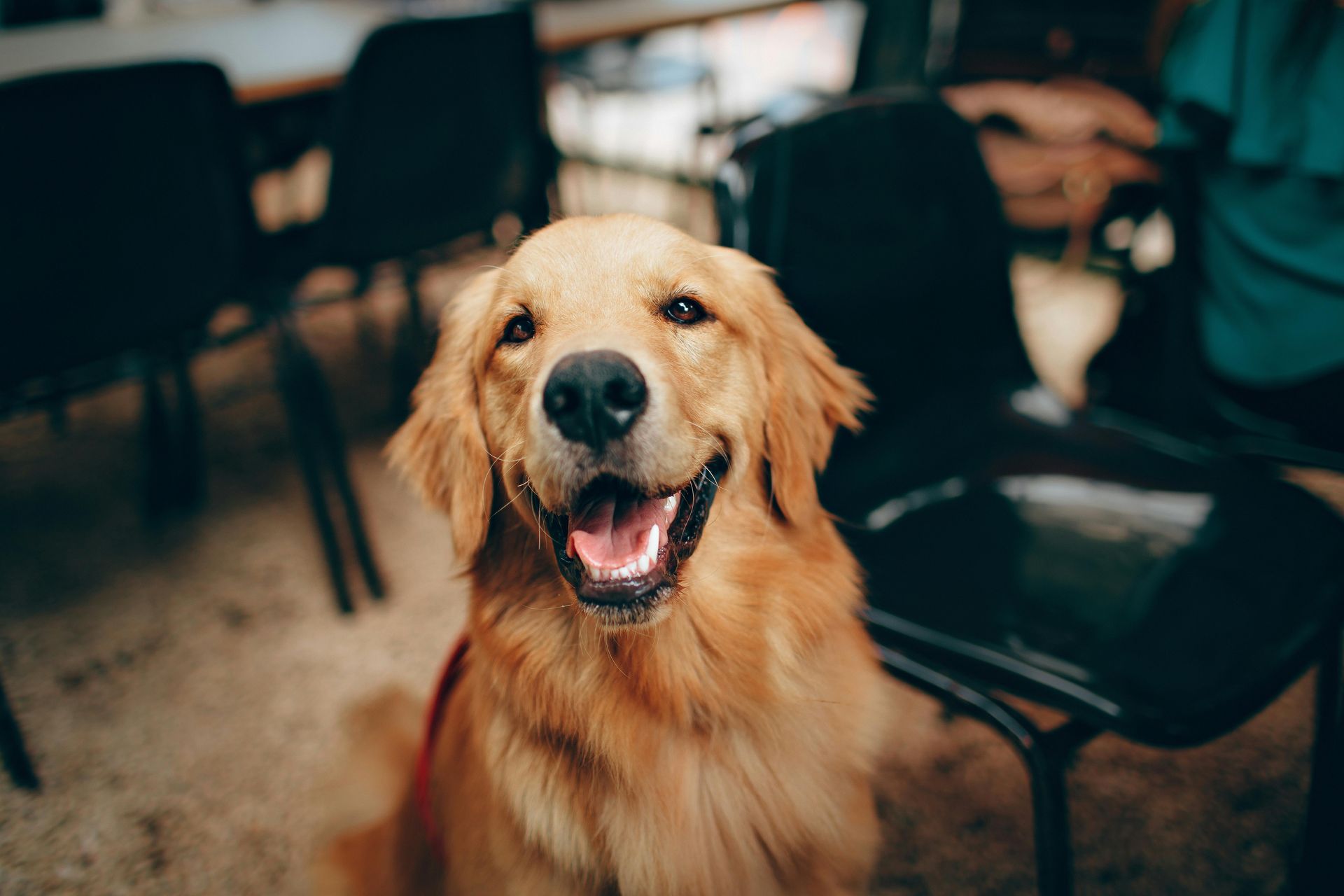 Happy dog cared for by Paw'ty Waggin Pet Taxi & Check-In Services