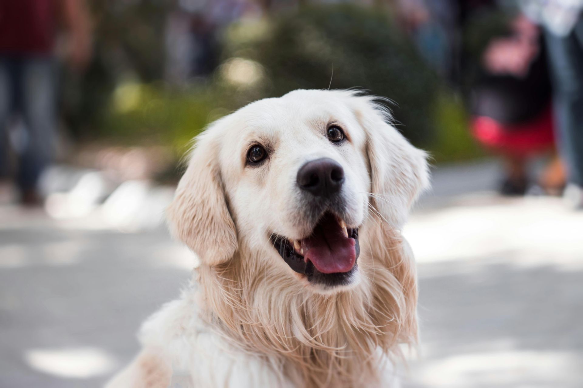 Happy dog cared for by Paw'ty Waggin Pet Taxi & Check-In Services